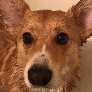 Meet your Posher, Lily